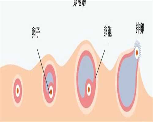 三代试管筛查一个囊胚多少钱,三代试管筛查囊胚概率