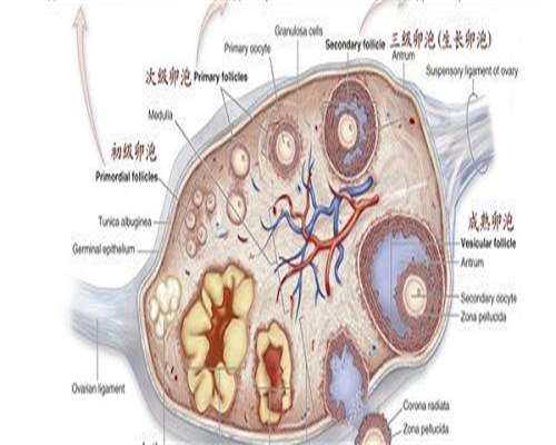 试管移植2个胚囊成功率,试管移植2个胚囊成功率高吗