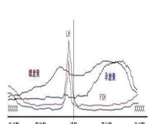 子宫内膜的厚与薄