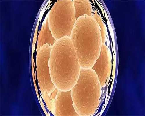 供卵包怀男孩:备孕能不能喝藏红花