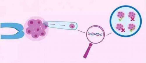 人工授精和自然怀孕成功率一样吗_人工授精与自然受孕！