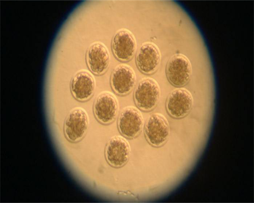 代生小孩费用-试管成功着床hcg翻倍对照表,hcg与怀孕的关系