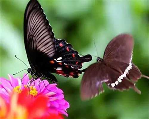 专业供卵网-备孕期间能吃木耳吗（备孕叶酸什么时候吃）