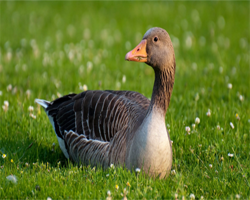 月经不调如何快速怀孕
