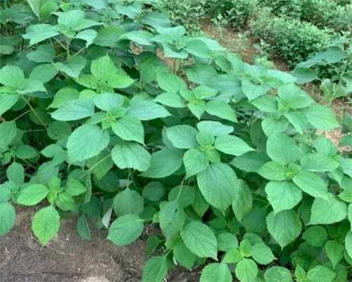 供卵医生电话-备孕男的吃什么补锌(儿童补锌的最佳时间)