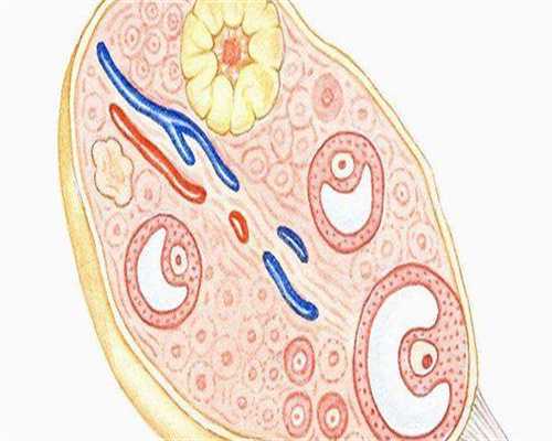 高龄女性备孕吃什么可以提高受孕率