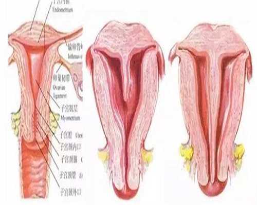 助孕生殖公司:女人喝椰子汁有什么好处？不止瘦身养颜，现在知道还不晚