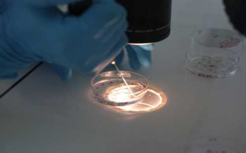 帮人代生费用-降调后什么时候促排卵_降调节后多久开始促排