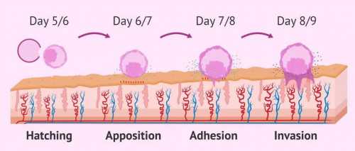 试管销毁剩余胚胎的详细流程解析，夫妻双方到场必不可少