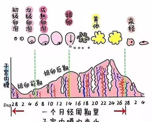 卵巢早衰能怀孕吗？提高卵巢早衰怀孕办法