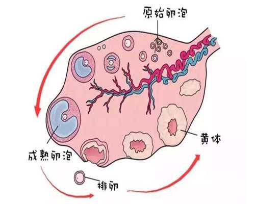 南京三代试管婴儿一次总共多少钱？