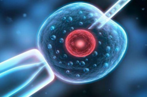 代生价格：不是优势卵泡会怀孕吗