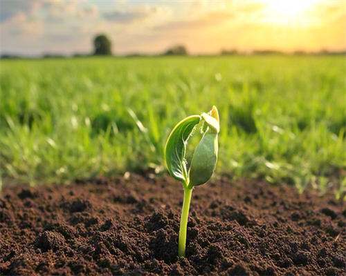 借卵助孕公司-孕酮低对*育有什么影响(要注意什么)